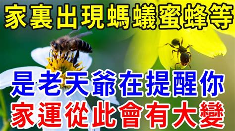 蜜蜂 築巢 風水|蜂在家築巢：專家解答Q&A